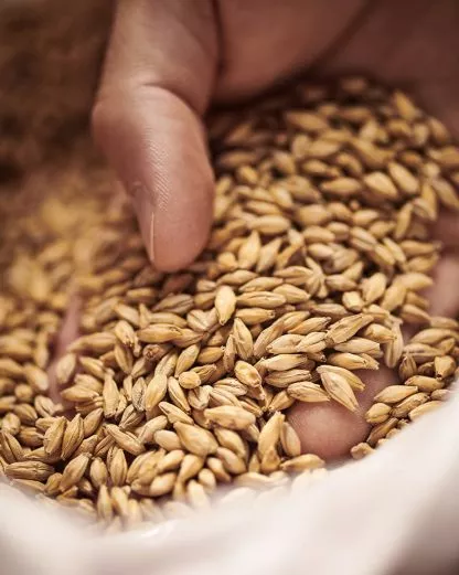 10LB BOHEMIAN PILSNER Weyermann Czech Heirloom Malt Uncrushed MWEY7004